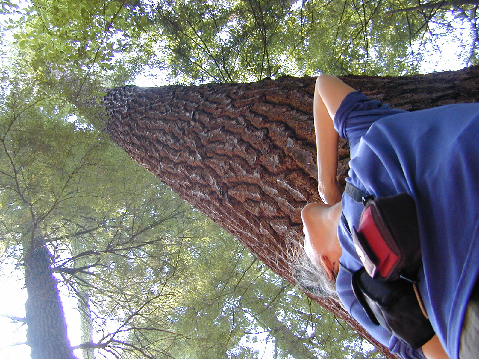 josie looking at tree
