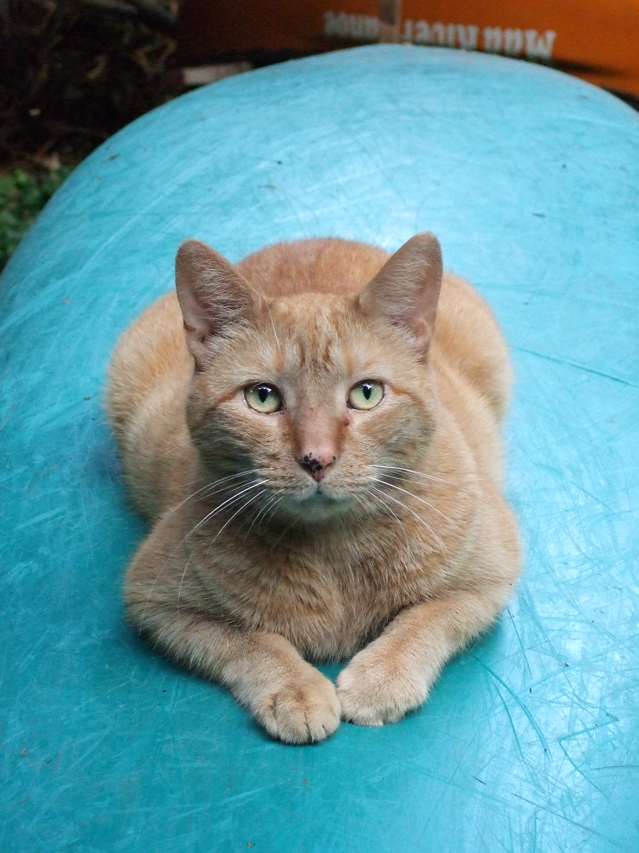 opie on canoe